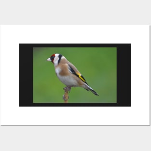 Goldfinch Posters and Art